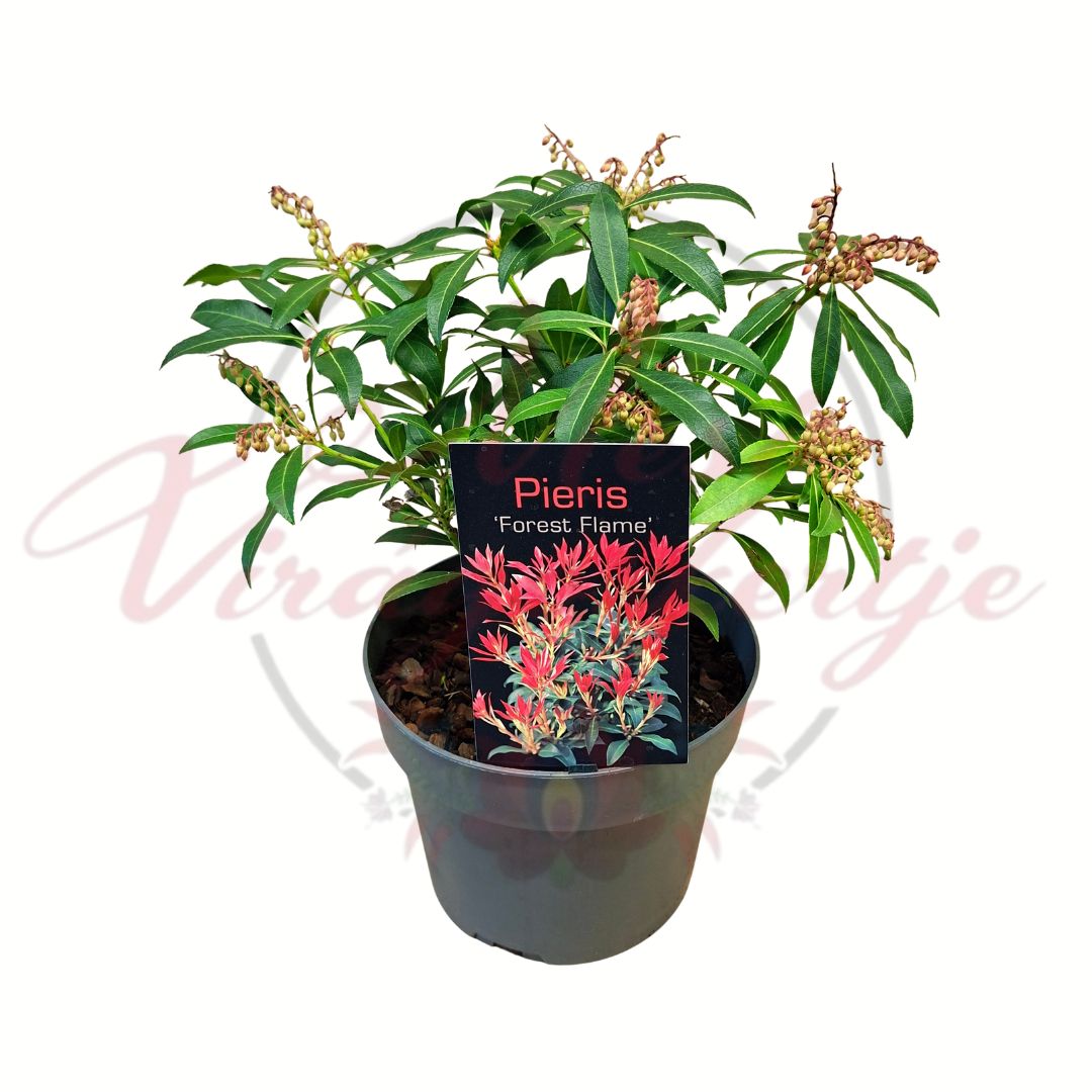 Japán hanga Pieris japonica Forest Flame örökzöld díszcserje piros hajtásokkal