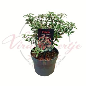 Japán hanga Pieris japonica Little Heath tarka levelű örökzöld díszcserje cserépben