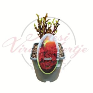 Színes rózsatő válogatás piros rózsa Rosa sp cserepes rózsatő