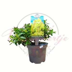 Havasszépe Rhododendron Curlew sárga virágú örökzöld díszcserje