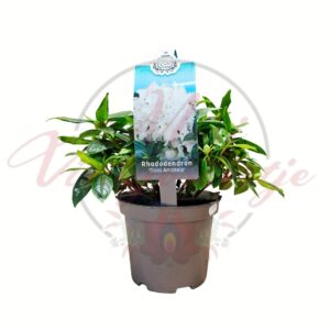 Havasszépe Rhododendron Dora Amateis fehér virágú díszcserje