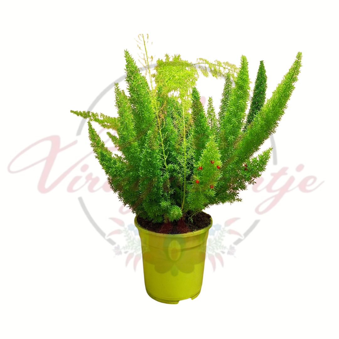 Rókafarkú aszparágusz Asparagus densiflorus Myersii cserepes szobanövény