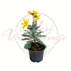 Sárga margaréta Euryops pectinatus cserepes dísznövény sárga virágokkal