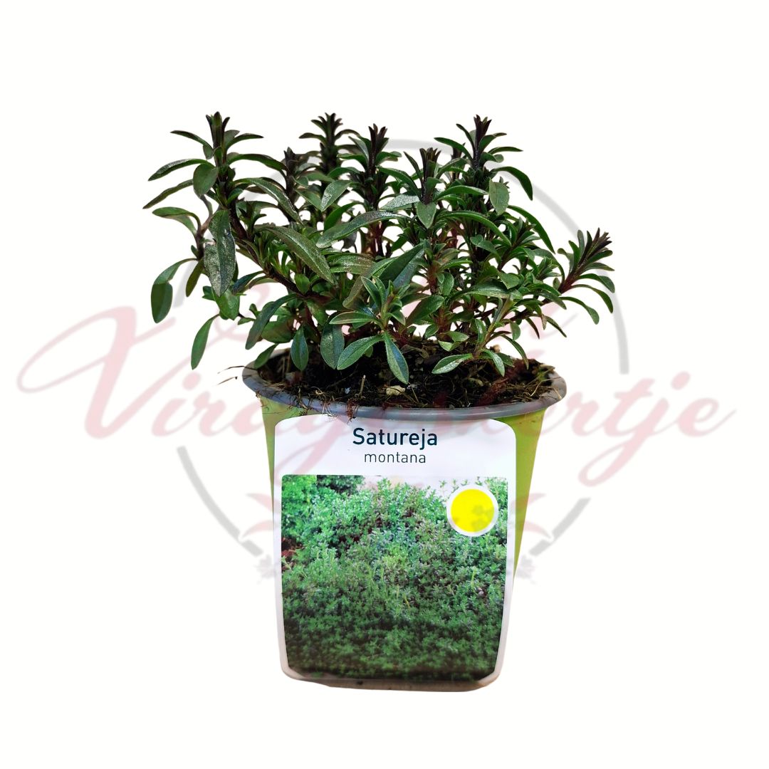 Borsikafű Satureja montana évelő fűszernövény cserépben