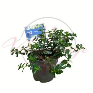 Kék táskavirág kúszó selyemmirtusz Ceanothus repens kicsi méret cserepes növény