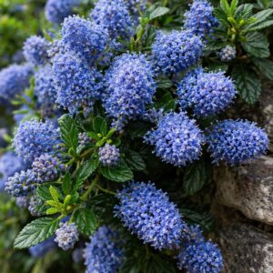 Kék táskavirág kúszó selyemmirtusz Ceanothus repens virágzó közeli kék virágok