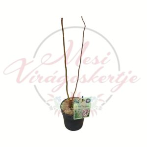Spirálfűz Twiggy Salix babylonica csavart ágú díszfa cserepes növény