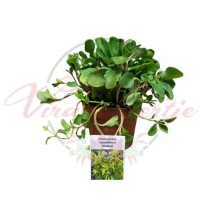 Sűrűlevél Chiastophyllum oppositifolium árnyéktűrő évelő növény csüngő hajtásokkal cserépben