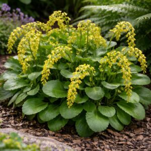 Sűrűlevél Chiastophyllum oppositifolium virágzó állapotban sárga csüngő virágokkal árnyékos kertben