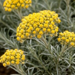 Szalmagyopár Helichrysum italicum curry fűszernövény sárga virág közelről ezüst levelű mediterrán növény