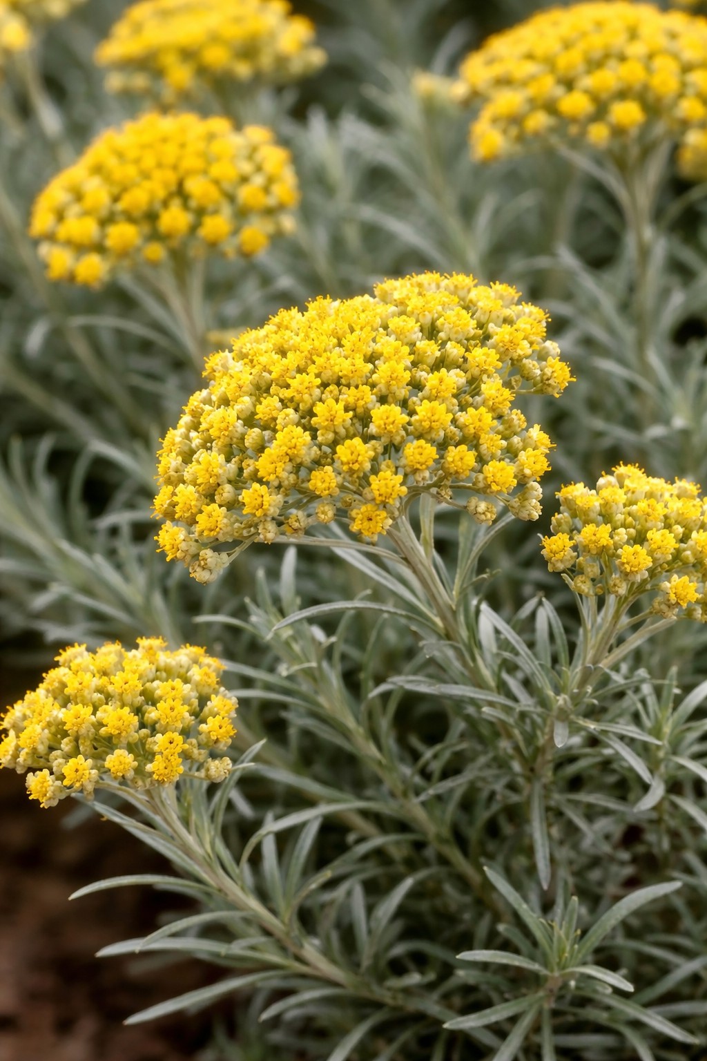 Szalmagyopár Helichrysum italicum curry fűszernövény sárga virág közelről ezüst levelű mediterrán növény