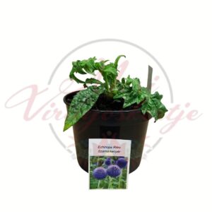 Gömbvirágú szamárkenyér Echinops ritro kék virágú évelő dísznövény cserépben