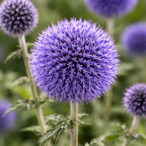 Gömbvirágú szamárkenyér Echinops ritro kék gömbvirág közelről évelő dísznövény