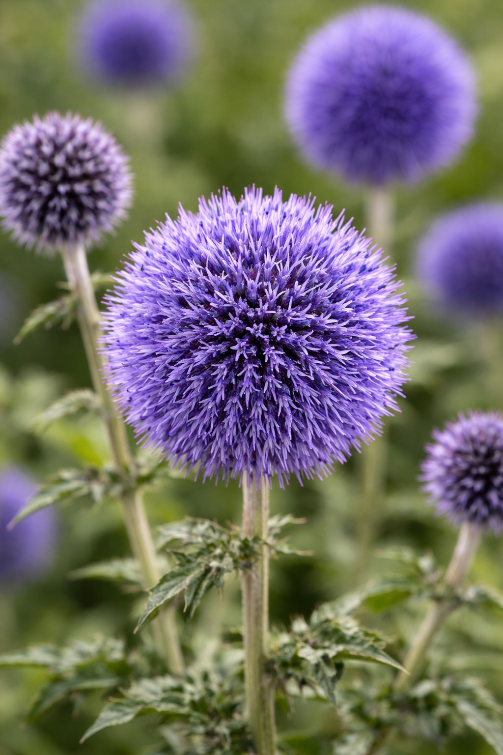 Gömbvirágú szamárkenyér Echinops ritro kék gömbvirág közelről évelő dísznövény