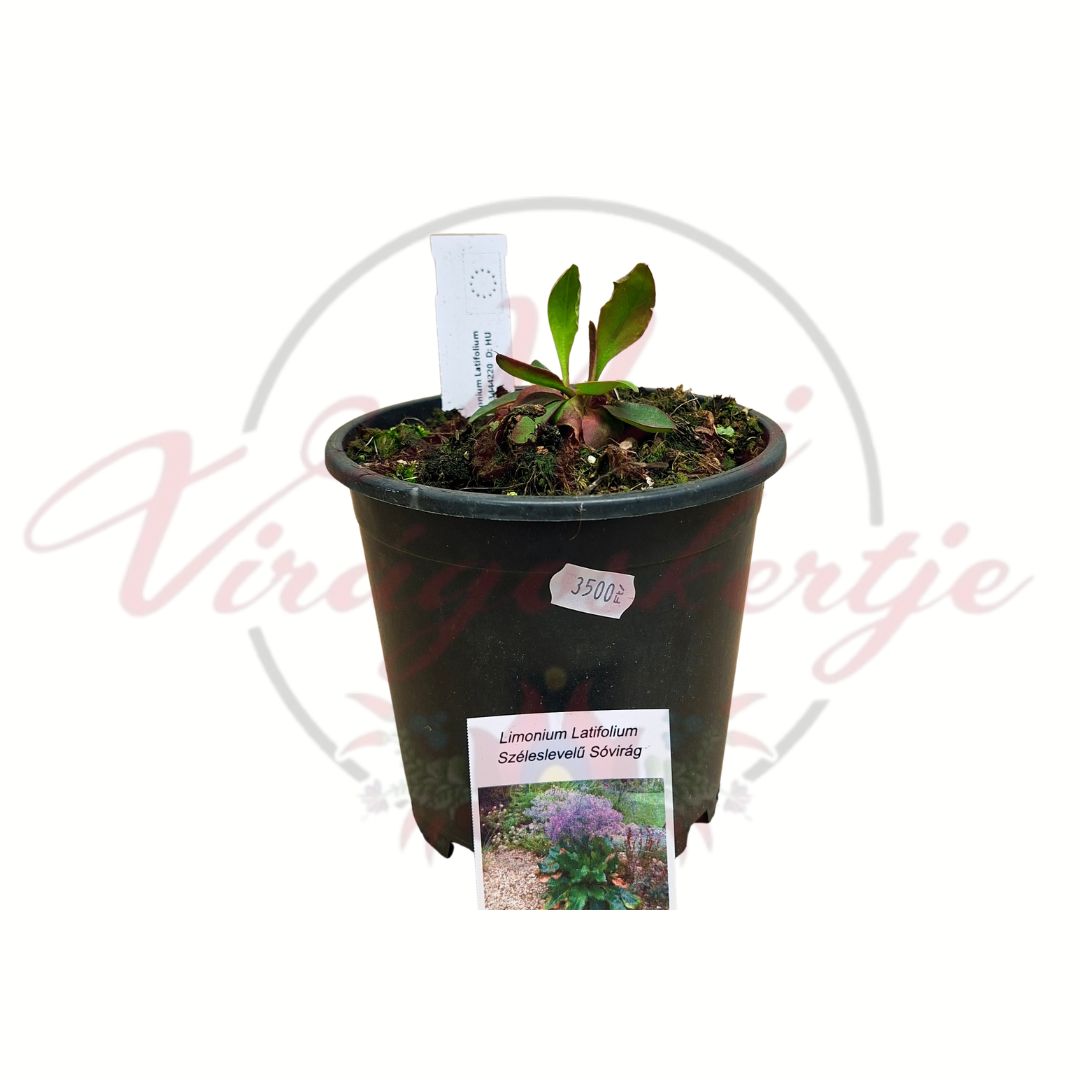 Széleslevelű sóvirág Limonium latifolium évelő dísznövény cserépben