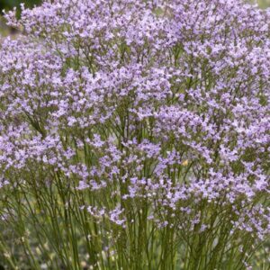 Széleslevelű sóvirág Limonium latifolium légies lila virágzat közelről