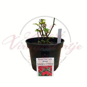 Talajtakaró rózsa The Fairy Red piros virágú rózsa cserépben