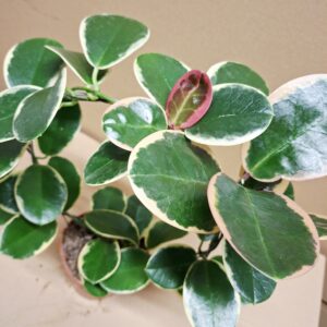 Tarka levelű törpebors Peperomia sp. kerek futtatón nevelt szobanövény levelekkel