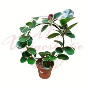 Tarka levelű törpebors Peperomia sp. kerek futtatón nevelt szobanövény