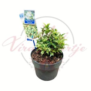 Tarka levelű tövises illatfa Osmanthus heterophyllus Goshiki cserepes díszcserje