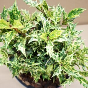 Tarka levelű tövises illatfa Osmanthus heterophyllus Goshiki tarka levelei