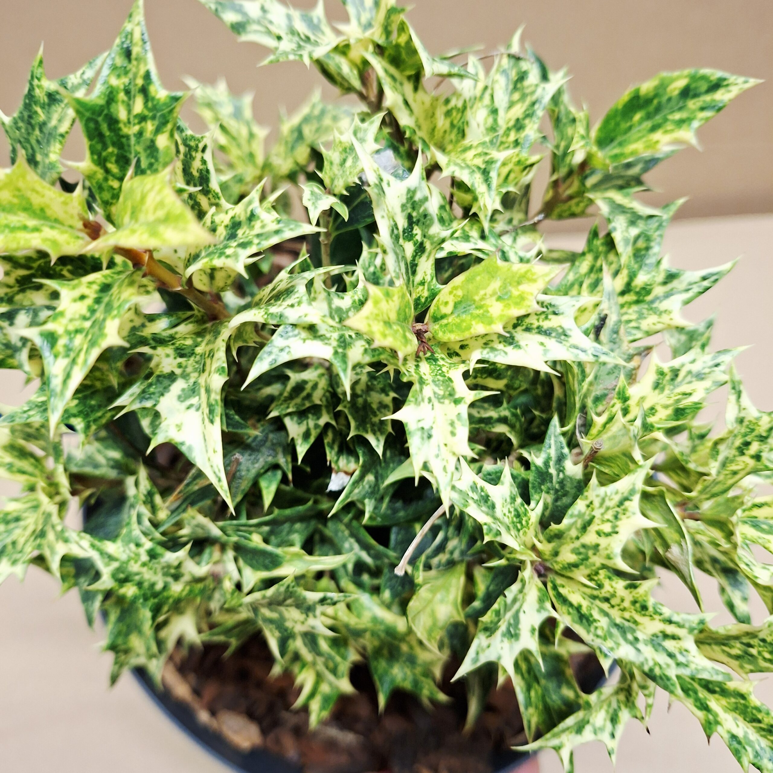 Tarka levelű tövises illatfa Osmanthus heterophyllus Goshiki tarka levelei