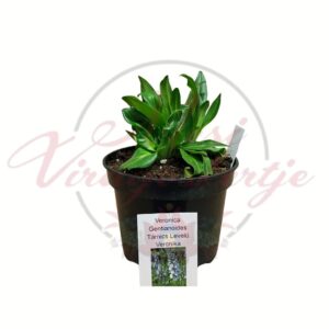 Tárnicslevelű veronika Veronica gentianoides zöld levelű évelő növény cserépben