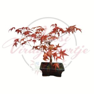 Télálló bonsai juhar Acer piros levelű mini fa