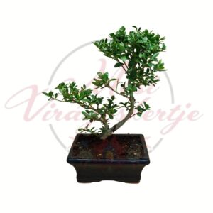 Télálló bonsai örökzöld mini fa cserepes