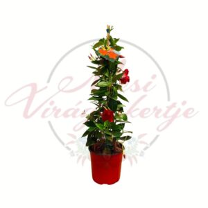 Piros tölcsérjázmin Mandevilla sanderi futó cserepes dísznövény