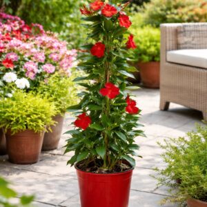 Piros tölcsérjázmin Mandevilla sanderi kerti környezetben cserépben