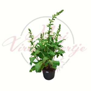 Fehér tölcsérvirág Digitalis purpurea cserepes évelő virág