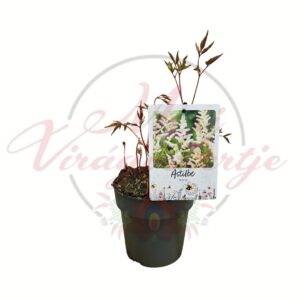 Fehér tollbuga Astilbe japonica cserepes évelő dísznövény