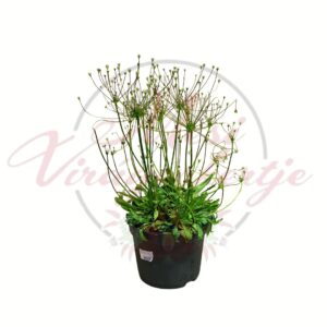 Törpe kőtörőfű Saxifraga granulata cserepes évelő növény virágzás előtt