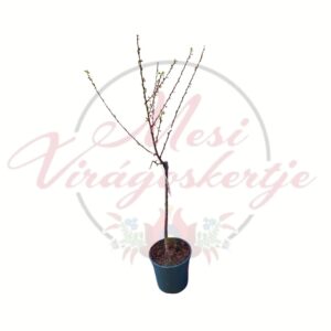 Babarózsa Prunus triloba cserepes dísznövény