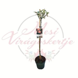 Törzses rózsa több színben Rosa barack virágú változat