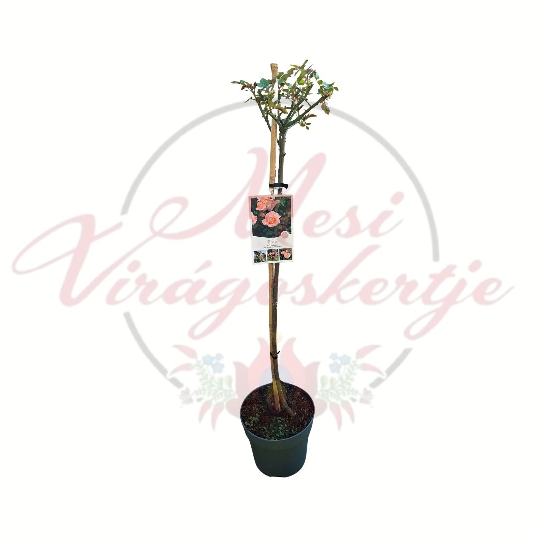 Törzses rózsa több színben Rosa barack virágú változat