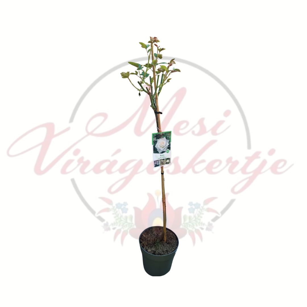 Törzses rózsa több színben Rosa fehér virágú változat