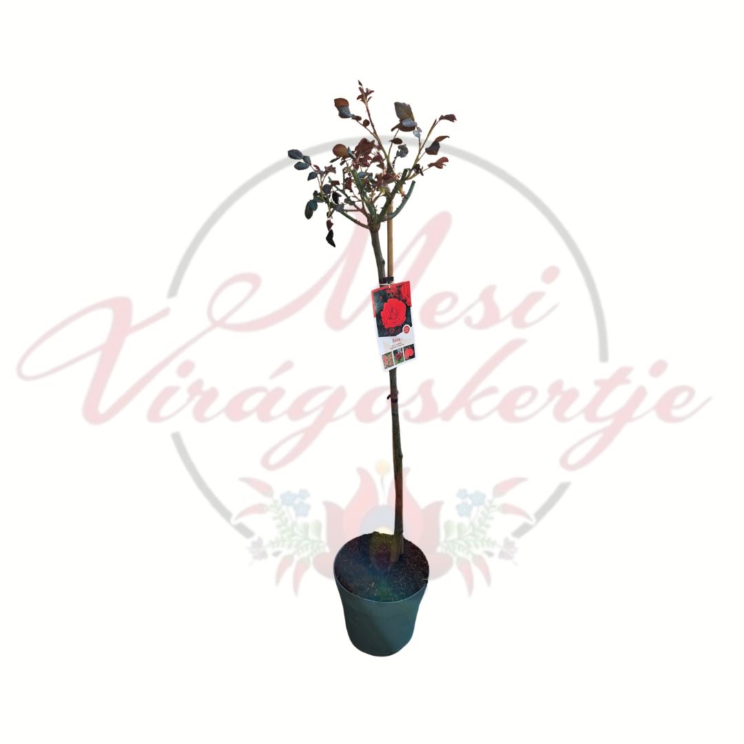 Törzses rózsa több színben Rosa piros virágú változat