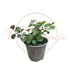 Tövises kapri - Capparis spinosa cserépben, fiatal mediterrán növény