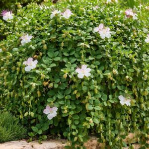 Tövises kapri - Capparis spinosa kifejlett bokor mediterrán kertben virágzással