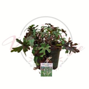 Turbántok Tiarella Pink Skyrocket cserepes árnyékkedvelő évelő növény