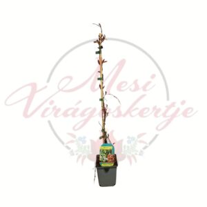 Vadszőlő Parthenocissus tricuspidata Veitchii futónövény cserepes kiszerelésben