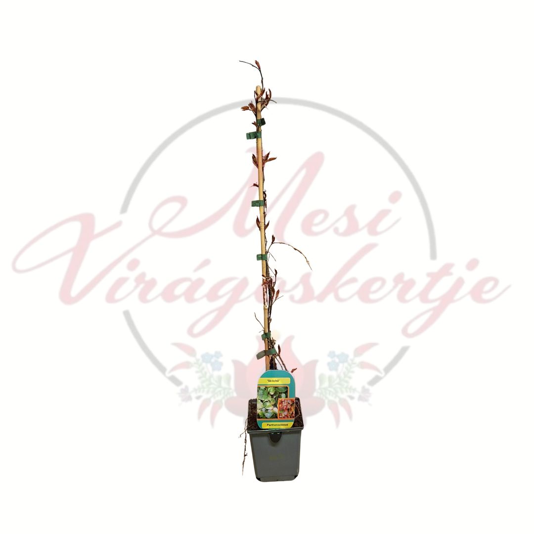 Vadszőlő Parthenocissus tricuspidata Veitchii futónövény cserepes kiszerelésben