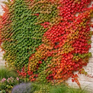 Vadszőlő Parthenocissus tricuspidata Veitchii falon futó növény őszi lombszínnel