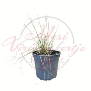 Vattacukorfű Muhlenbergia capillaris cserepes díszfű