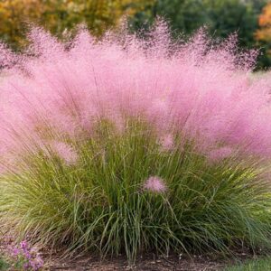 Virágzó vattacukorfű Muhlenbergia capillaris rózsaszín bugás díszfű kertben