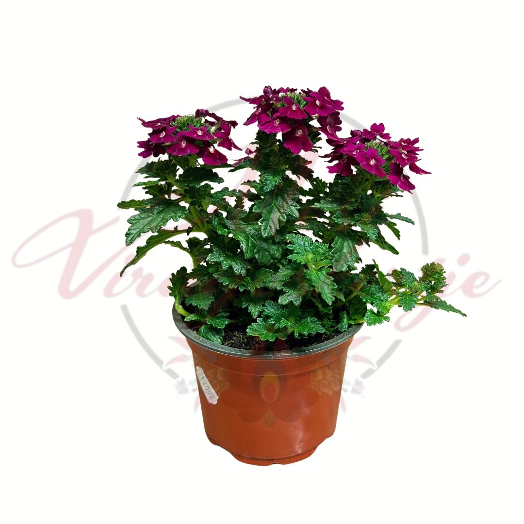 Kerti verbéna Verbena x hybrida lila virágú cserepes egynyári növény