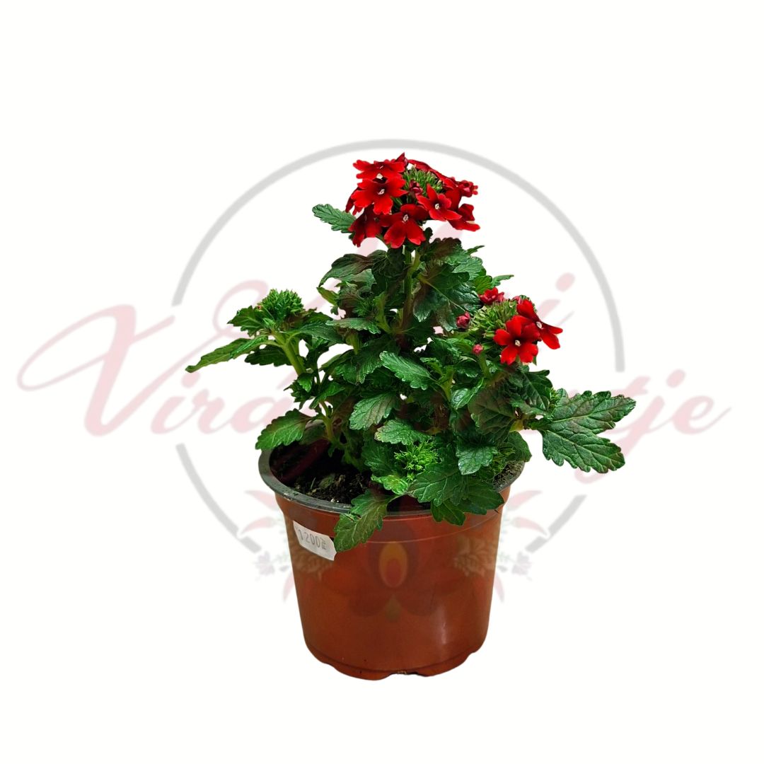 Kerti verbéna Verbena x hybrida piros virágú cserepes egynyári növény