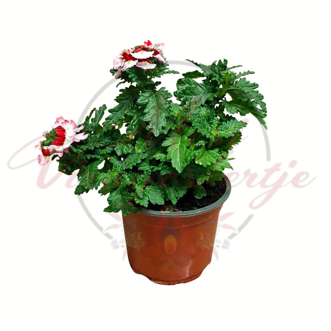 Kerti verbéna Verbena x hybrida piros fehér virágú cserepes növény